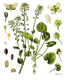 19th century illustration of Cochlearia officinalis