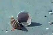 Empty cockle shell on the beach