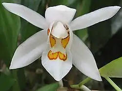 Coelogyne nitida