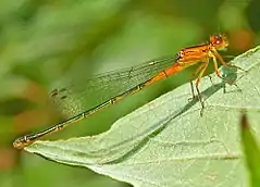 Immature female. The grayish-blue color develops with age