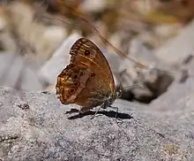 Coenonympha dorus