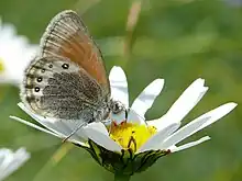 Coenonympha gardetta