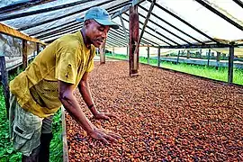 Coffee production in São Tomé