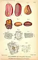 Seeds of true / "female" kola (= Cola acuminata) compared and contrasted with those of bitter / "male"  kola (= Garcinia kola)