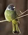 Collared finchbill, Spizixos semitorques