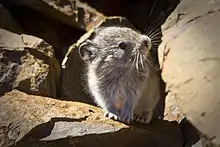 Gray pika