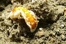 Goniobranchus collingwoodi