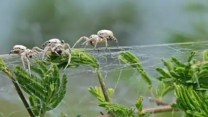 The community nesting spider, S. dumicolaKruger National Park