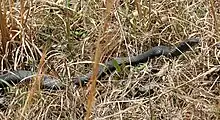 Adult northern black racer, C. c. constrictor, in typical habitat