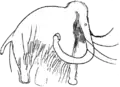 Copy of engraved mammoth from Les Combarelles