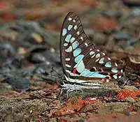 Mud-puddling in Kolkata, West Bengal, India