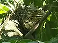 Adult green iguana in a tree above the lagoon