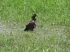 Bathing in a rain water puddle