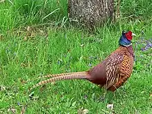 Common pheasant