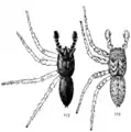 Illustration of males