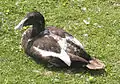 Adult male in eclipse plumage