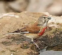 L. c. mediterranea, male