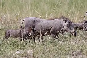 SucklingEtosha National park, Namibia