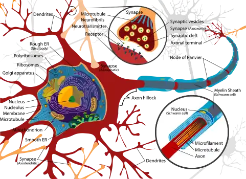 Complete labeled neuron.