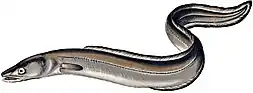 European conger eel