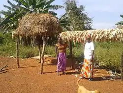 Harvest in Yaloke, 2014