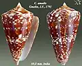 Conus amadis Gmelin, J.F., 1791