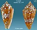 Conus amadis Gmelin, J.F., 1791