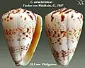 Conus caracteristicus Fischer von Waldheim, G., 1807