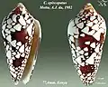 Conus episcopatus  Motta, A.J. da, 1982