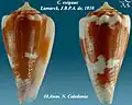 Conus exiguus Lamarck, J.B.P.A. de, 1810