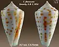 Conus flavescens  Sowerby, G.B. I, 1834