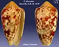 Conus floccatus  Sowerby, G.B. I, 1841