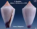 Conus floridulus  Adams, A. & Reeve, L.A., 1848 (juv.)