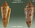 Conus gloriamaris  Chemnitz, J.H., 1777