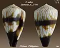 Conus miles Linnaeus, C., 1758