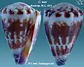 Conus nux Broderip, W.J., 1833