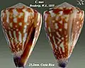 Conus nux Broderip, W.J., 1833