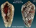 Conus pennaceus Born, I. von, 1778