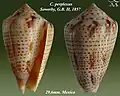 Conasprella perplexa Sowerby, G.B. II, 1857