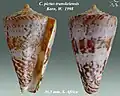 Conus pictus transkeiensis Korn, W.  1998