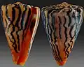 Conus princeps Linnaeus, C., 1758