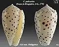 Conus pulicarius Hwass in Bruguière, J.G., 1792 (juv).