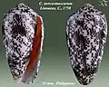 Conus stercusmuscarum Linnaeus, C., 1758