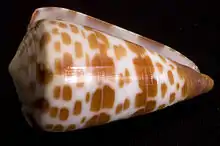 Conus tessulatus specimen from La Pas, Baja California Sur, Mexico.