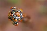 Convergent Lady Beetles near waterfall trail.  Lady Bugs gather in the mountain valleys when they enter their overwintering diapause stage.