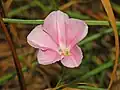 Close-up of a flower of Convolvulus cantabrica