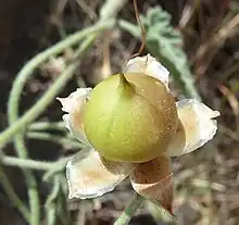 C. althaeoides