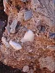 Quartz stone tools still encased in breccia at the Cooper's site