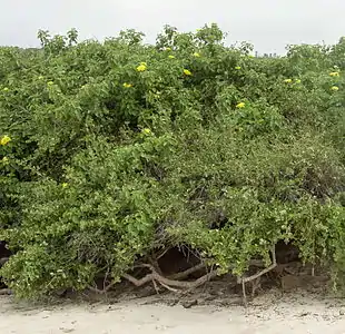 In habitat on the edge of a beach, with Cryptocarpus pyriformis, Santa Fé, Galapágos