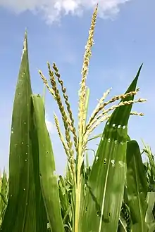 Many small male flowers make up the male inflorescence, called the tassel.